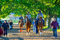 California Chrome heads to the race track for his final workout in preparation for the 136th Belmont Stakes and a possible Triple Crown at Belmont Park in New York.