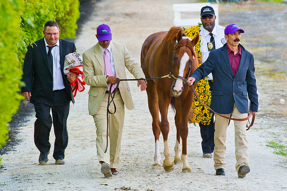 California Chrome returns to the stakes barn after winning the 139th Preakness Stakes at Pimlico Race Course in Baltimore, Maryland.