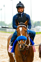 She's A Tiger gets ready to exercise on the main track in preparation for the Eight Belles Stakes on Kentucky Oaks day.
