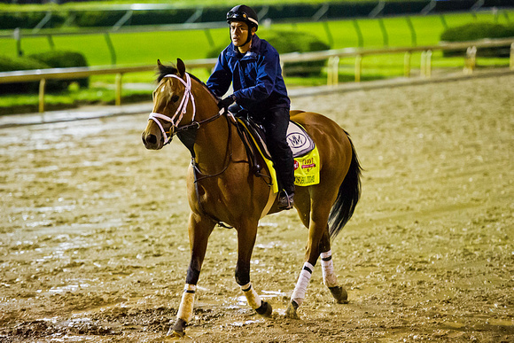 Harry's Holiday jogged over the sloppy Churchill track in preparation for the 140th Kentucky Derby.