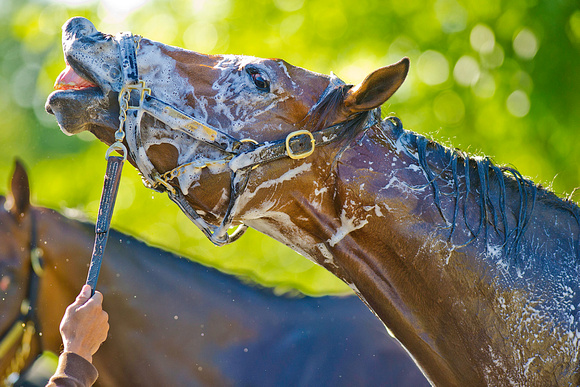 Commissioner enjoys his bath after breezing 4 furlongs on the Belmont Park training track in preparation for the 146th Belmont Stakes.