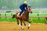 Illinois Derby winner Dynamic Impact gallops around Pimlico Race Course in preparation for the 139th Preakness Stakes in Baltimore, Maryland.