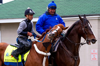 Bold Conquest gets frisky after galloping a mile and a half Sunday under exercise rider Abel Flores in preparation for the Kentucky Derby at Churchill Downs in Louisville, Kentucky.