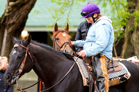 Far Right before galloping a mile and a half with Laura Moquett aboard in preparation for the Kentucky Derby at Churchill Downs in Louisville, Kentucky.