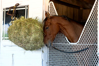 Birdatthewire in her stall after walking the shedrow in preparation for the Kentucky Oaks at Churchill Downs.