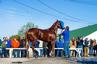 Dortmund, winner of the Santa Anita Derby in his last start and undefeated, prepares for the Kentucky Derby at Churchill Downs in Louisville, Kentucky.