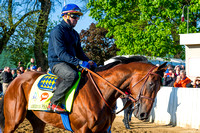 Zayat Stables’ American Pharoah, jogged at Churchill Downs in preparation for the Kentucky Derby.
