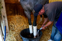 Jerome Stakes (GIII) and Gotham Stakes (GIII) winner El Kabeir gets his feet soaked with a salt bath in preparation for the Kentucky Derby.
