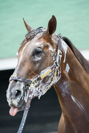Blue Grass Stakes (GI) winner Carpe Diem enjoys his bath after galloping once around the track in preparation for the Kentucky Derby.