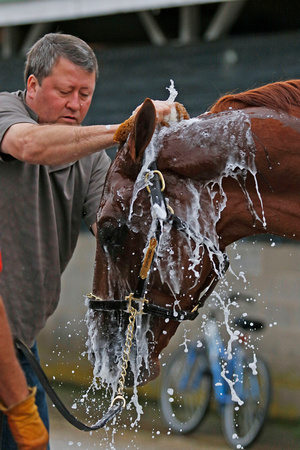 Dortmund receiving a bath after galloping 1 and 1/2 miles in preparation for the Kentucky Derby.