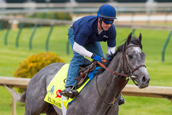 Zayat Stables’ El Kabeir galloped 1 3/8 miles under exercise rider Simon Harris in preparation for the Kentucky Derby.