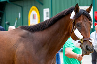 Kentucky Derby (GI) runner up Firing Line arrives at Pimlico Race Course in Baltimore, Maryland.