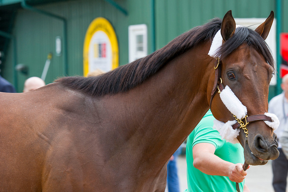 Kentucky Derby (GI) runner up Firing Line arrives at Pimlico Race Course in Baltimore, Maryland.