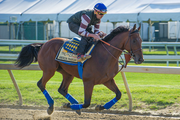 American Pharoah galloped over the racetrack for the first time since arriving in preparation for the Preakness Stakes at Pimlico Race Course in Baltimore, Maryland.