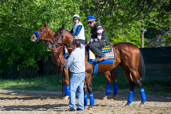 American Pharoah and stablemate Dortmund wait for the track to open in preparation for the Preakness Stakes at Pimlico Race Course in Baltimore, Maryland.