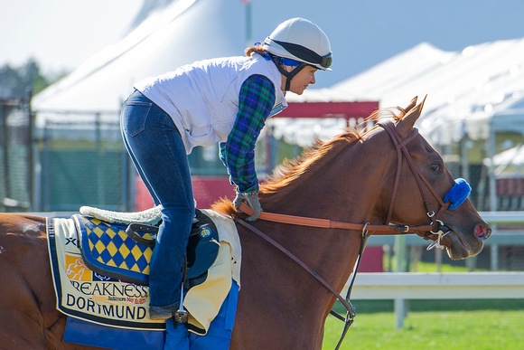 Dortmund galloped over the racetrack for the first time since arriving in preparation for the Preakness Stakes at Pimlico Race Course in Baltimore, Maryland.