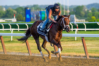 Tampa Bay Derby (GII) and Blue Grass Stakes (GI) winner Carpe Diem gallops in preparation for the Belmont Stakes in Elmont, New York.