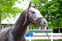 Wood Memorial (GI) victor Frosted, gallops in preparation for the Belmont Stakes (GI) at Belmont Park in Elmont, New York.