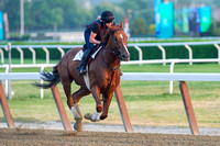 Multiple graded stakes winner Imagining, trained by Shug McGaughey, gallops in preparation for the Knob Creek Manhattan Stakes (GI) at Belmont Park in Elmont, New York.