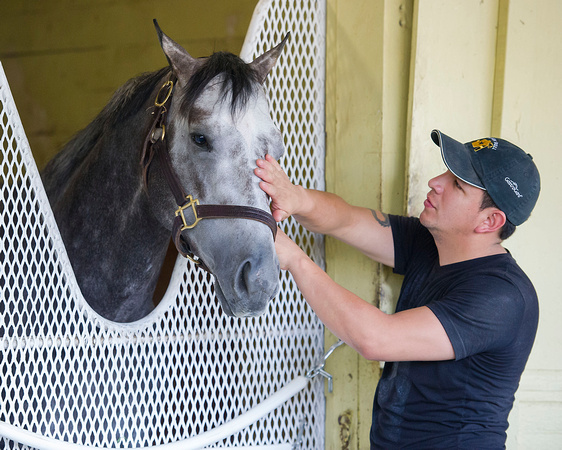 Belmont Stakes (GI) contender Frosted, winner of the Wood Memorial (GI) and trained by Kieran McLaughlin, is soothed by his groom Willy Lengua on a day off from exercise.
