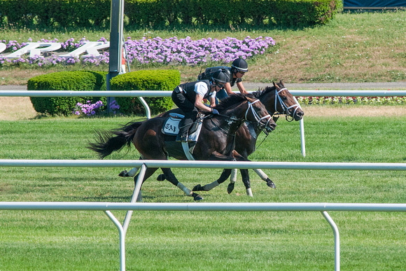 Todd Pletcher trainees Jack Milton (inside) works with General A Rod (outside) in preparation for a probable start in the The Knob Creek Manhattan (GI) at Belmont Park in Elmont, New York.