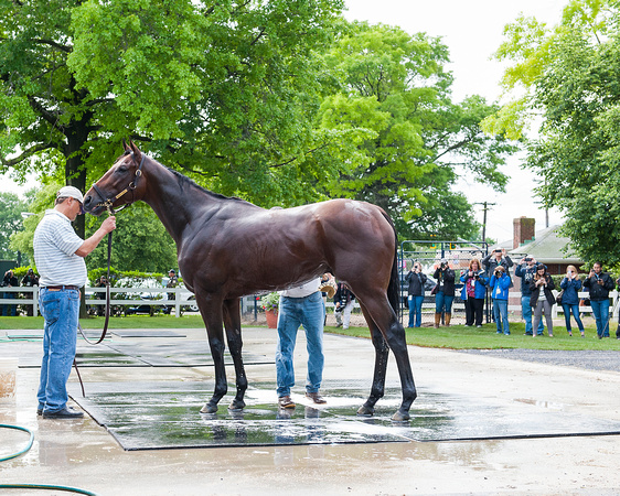American Pharoah gets a bath after jogging and backtracking on his first trip to the main track at Belmont Park in Elmont, New York.