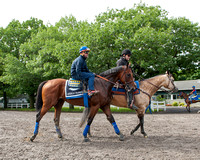 American Pharoah heads back to barn 1 after jogging and backtracking on his first trip to the main track at Belmont Park in Elmont, New York.
