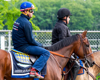 American Pharoah heads to the main track for a jog and backtracking on his first trip to the main track at Belmont Park in Elmont, New York.