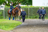 Accompanied by NYRA Peace Officers, American Pharoah heads to the main track for a jog and backtracking on his first trip to the main track at Belmont Park in Elmont, New York.