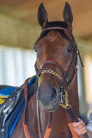 American Pharoah before heading to the main track for a jog and backtracking on his first trip to the main track at Belmont Park in Elmont, New York.