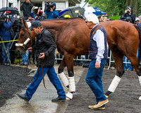 On a cold, rainy day, Triple Crown hopeful American Pharoah arrives at Belmont Park in Elmont, New York.