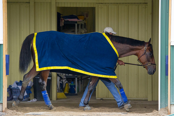 American Pharoah walks shedrow after jogging and backtracking on his first trip to the main track at Belmont Park in Elmont, New York.