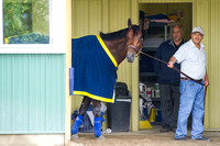 American Pharoah walks shedrow after jogging and backtracking on his first trip to the main track at Belmont Park in Elmont, New York.