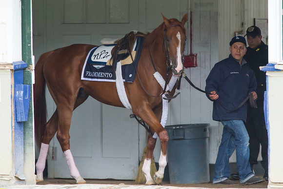Frammento walks the shedrow just before galloping over the training track at Belmont Park in preparation for the Belmont Stakes (GI).