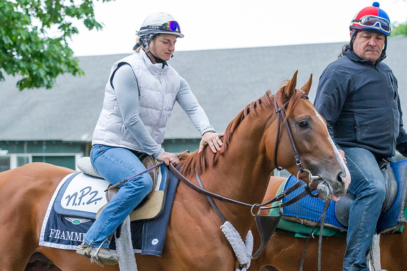 Frammento is soothed by his rider, Maxine Correa, before galloping over the training track at Belmont Park in preparation for the Belmont Stakes (GI).