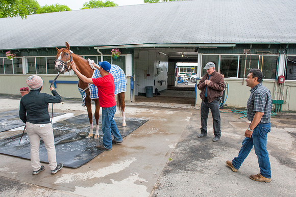 Trainer Nick Zito watches as Frammento is bathed after galloping over the training track at Belmont Park in preparation for the Belmont Stakes (GI).