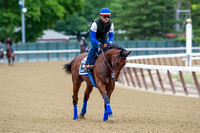 American Pharoah gallops in preparation for the Belmont Stakes (GI) and the chance to become only the 12th horse to win the Triple Crown.