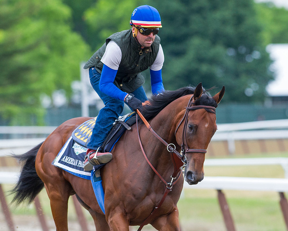 American Pharoah gallops in preparation for the Belmont Stakes (GI) and the chance to become only the 12th horse to win the Triple Crown.