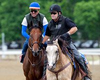 American Pharoah returns from a gallop accompanied by Baffert stable pony Smokey in preparation for the Belmont Stakes (GI) and the chance to become only the 12th horse to win the Triple Crown.