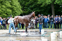 American Pharoah looks on at the media surrounding him during his bath after morning exercises in preparation for the Belmont Stakes (Gi) at Belmont Park in Elmont, New York.