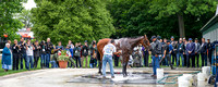 American Pharoah with media surrounding him during his bath after morning exercises in preparation for the Belmont Stakes (Gi) at Belmont Park in Elmont, New York.