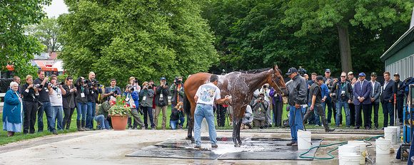 American Pharoah with media surrounding him during his bath after morning exercises in preparation for the Belmont Stakes (Gi) at Belmont Park in Elmont, New York.