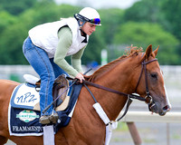 Frammento gallops on the training track in preparation for the Belmont Stakes (GI).