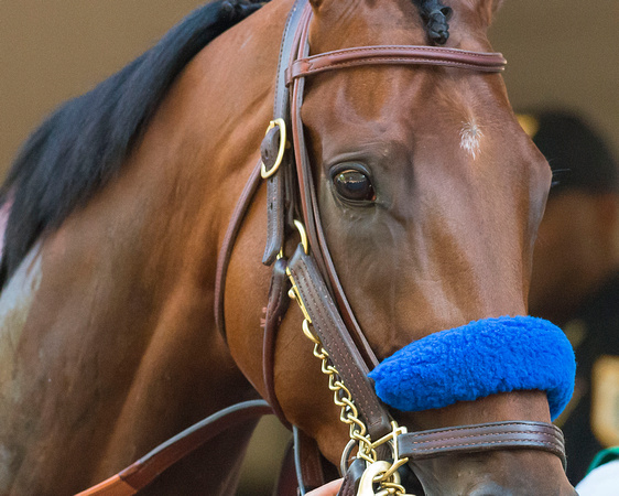 American Pharoah in the paddock before winning the 147th Belmont Stakes (GI) and becoming the 12th Triple Crown winner at Belmont Park in Elmont, New York.
