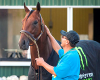 Hot Walker Juan Ramirez soothes American Pharoah after winning the 147th Belmont Stakes (GI) and becoming the 12th horse to win the Triple Crown.