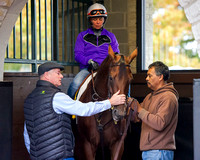 Beholder schools in the Keeneland paddock in preparation for the Breeders' Cup Classic (GI).