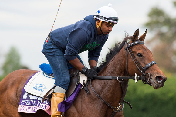 Dothraki Queen, trained by Ken McPeek, prepares for the Breeders' Cup 14 Hands Winery Juvenile Fillies (GI).