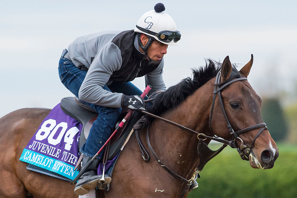 Camelot Kitten, trained by Chad Brown, exercises in preparation for the Breeders' Cup JuvenileTurf (GI).
