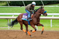 Dressed In Hermes, trained by Janet Armstrong, gallops in preparation for the Breeders' Cup Juvenile Turf (GI).