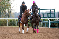 Jimmy Bouncer is ponied by Coach Lava Man, while jogging in preparation for the Breeders' Cup Turf Sprint.